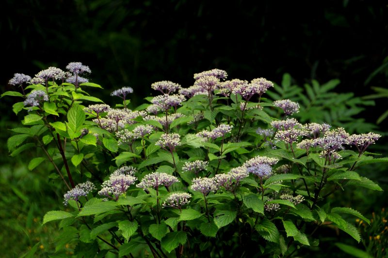 六甲山高山植物園花色々_02.jpg