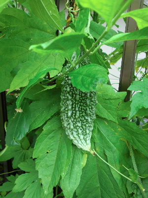 2012_0713画像0003.JPG