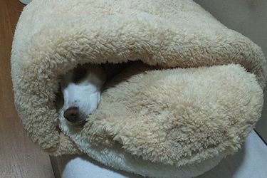 20160102キャンカーベッド