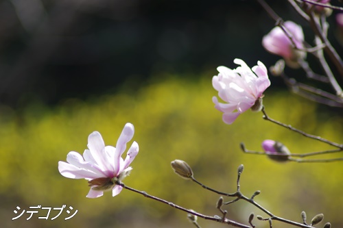 殿ヶ谷戸庭園にて