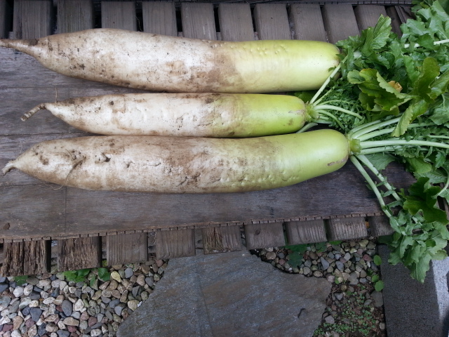 20131208大根.jpg