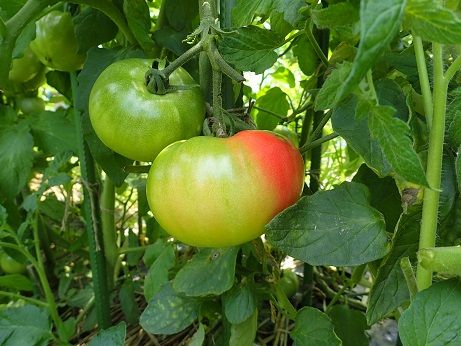 葉山野菜農作記 7月初旬 コンパニオンプランツ 暇人主婦の家庭菜園 楽天ブログ