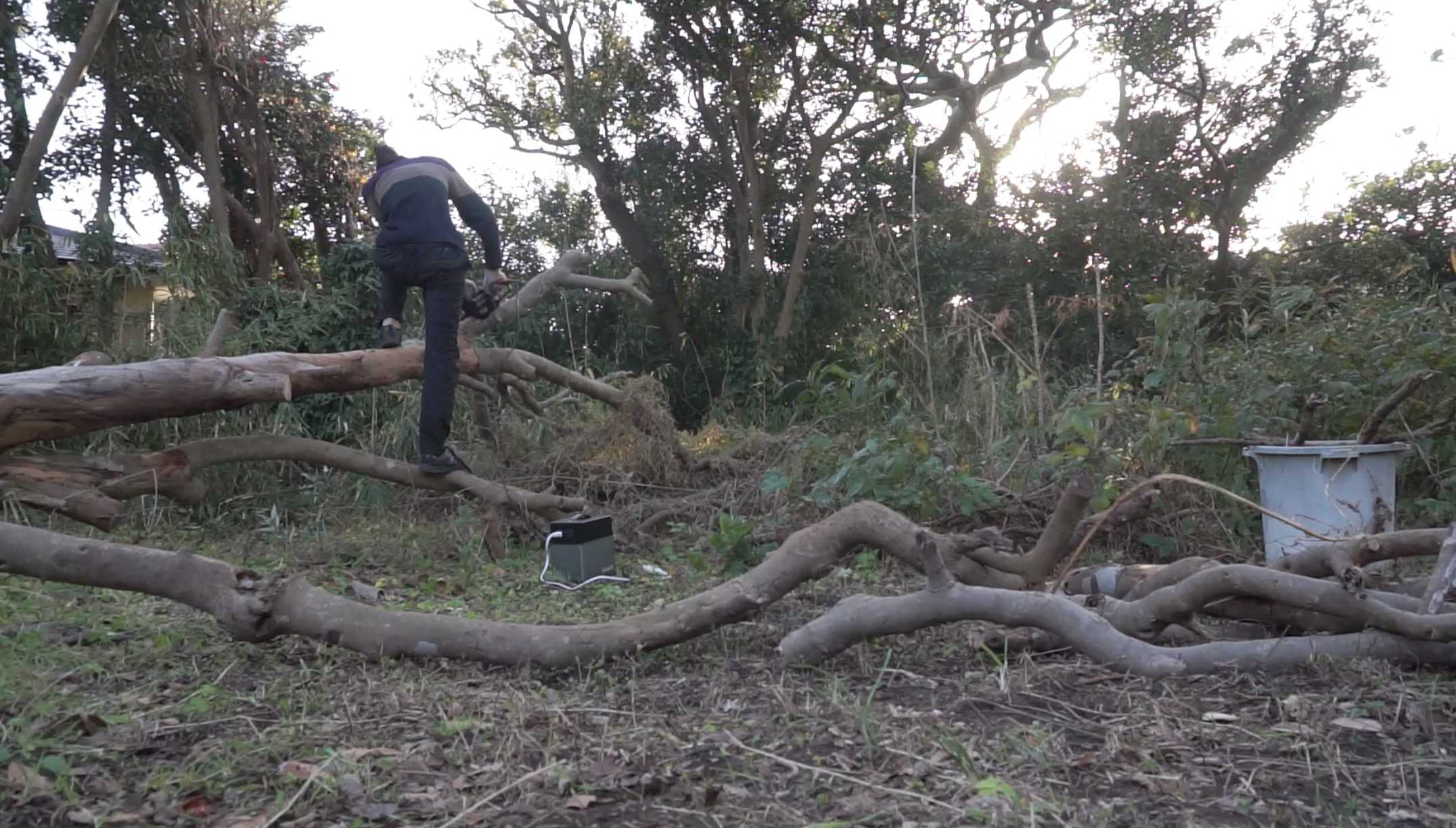 倒木解体 3 塵芥千述 Jin Kai Sen Jutsu 楽天ブログ