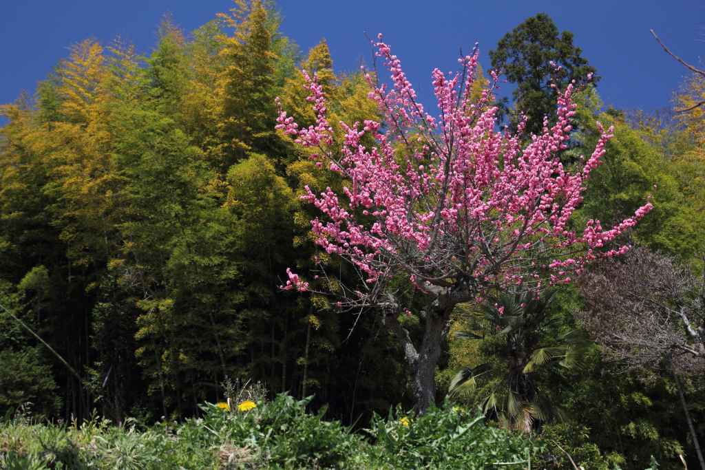明日香村_002.jpg