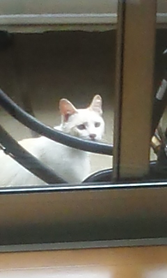 猫さん4.jpg