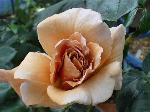 バラで小さな庭づくり 二番花の初開花ジュリア 少ない春のバラ アマンディーンシャネル エルトゥールルなど これから初開花エリアーヌジレ