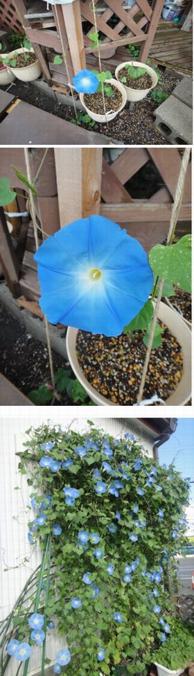 ヘブンリーブルーの開花