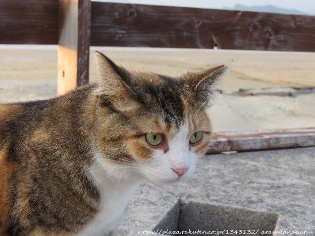 写真調整その2 | 今日の予定 - 楽天ブログ