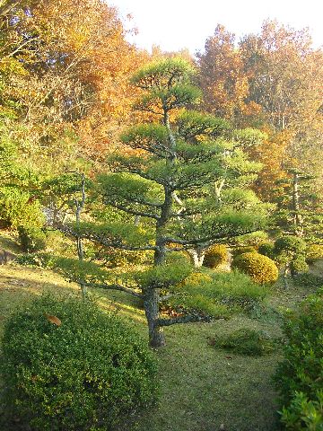 ２０１３松剪定後_min.jpg