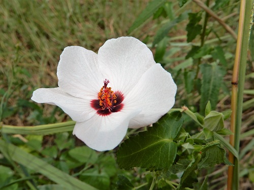 ヤノネボンテンカ（別名タカサゴフヨウ） (2).JPG