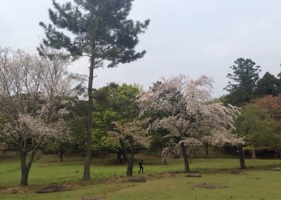 20150419c.JPG