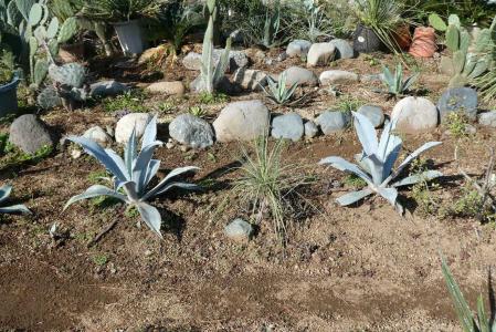 アガベ・アメリカーナ・ライムエッジ(Americana 