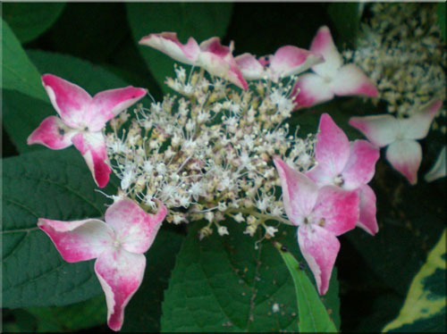 19紫陽花.jpg