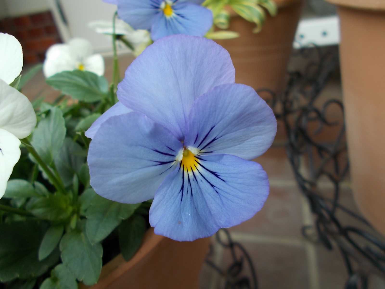 やっぱり今の時期はパンビオが綺麗です バラを咲かせることが好き 楽天ブログ