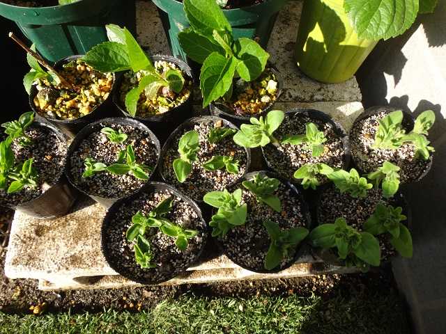 サフィニア ももいろハート 挿し芽で増やしてみる 週末の庭いじり 楽天ブログ