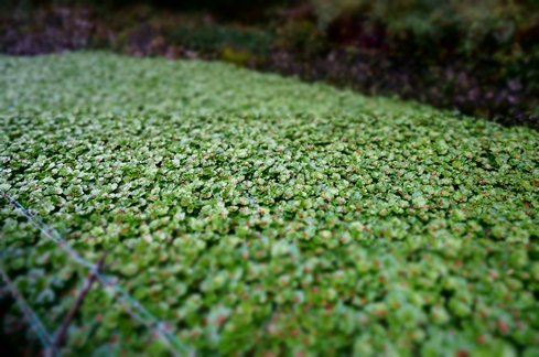 DSC01794.JPG
