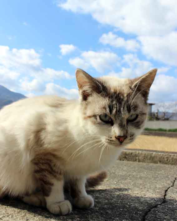 我が家のニャンコ♪2014/01/25-3