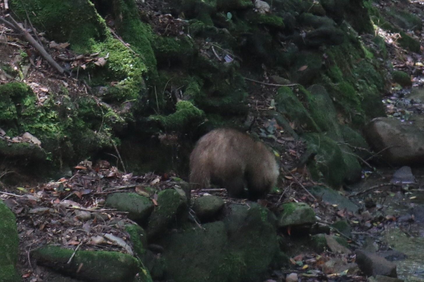 奈良公園は野生の王国 うさぎの日々是好日 楽天ブログ