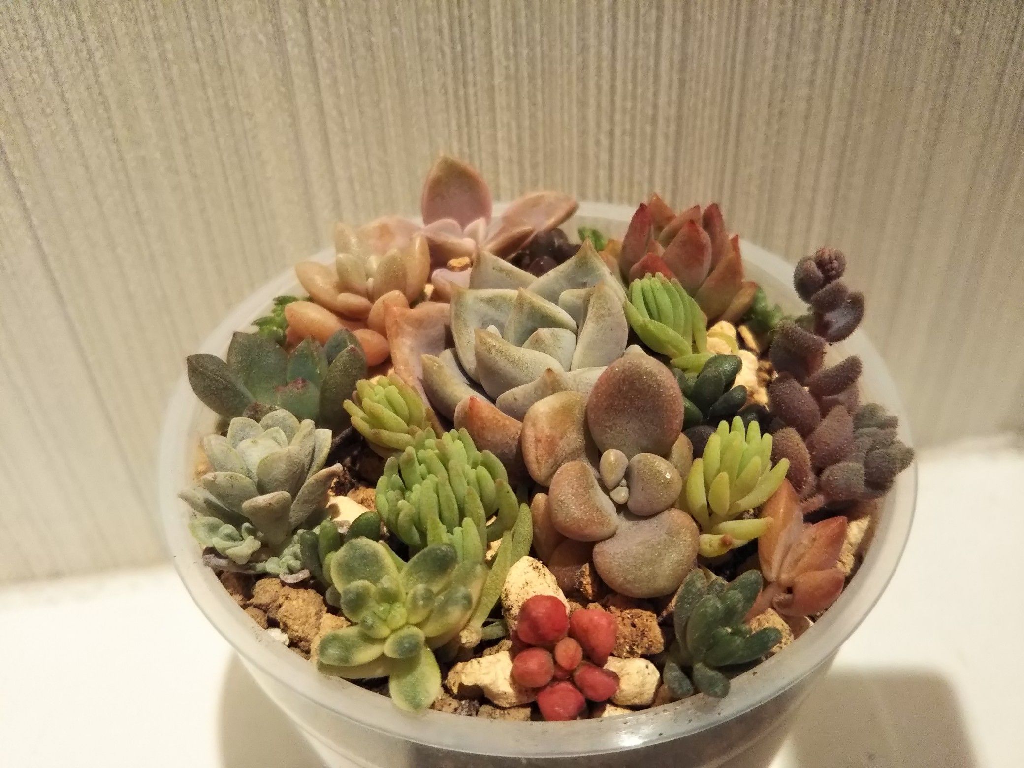 多肉植物 ちまちま寄せ植え◆2点セット 多肉植物 ちまちま寄せ植え◇2点セット オーダー承ります 多肉植物寄せ植え