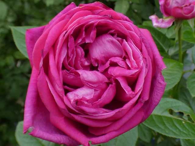 ジアレンウィックローズ、アヴェマリア、サントゥールロワイヤルなど＠咲きだしたミサト、トロピカルシャーベット | バラの美と香りを求めて - 楽天ブログ