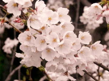 桜　4.5　2015