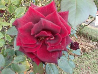 10.23  burakku   bakkara.jpg