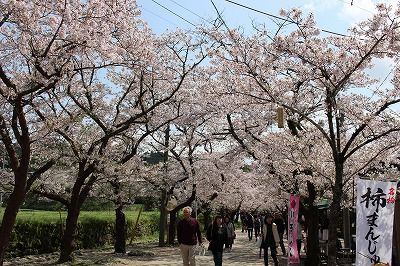 秋月城下町の桜 笑う門には健康来るヽ O 丿 楽天ブログ