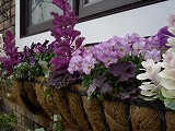 IMGP3387.jpg