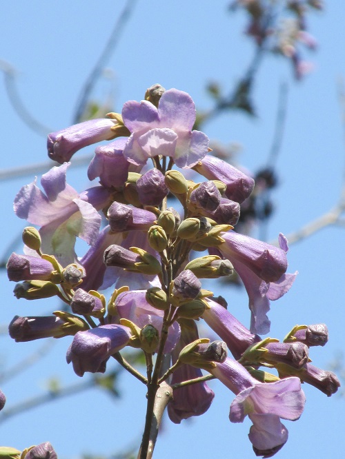 桐の花