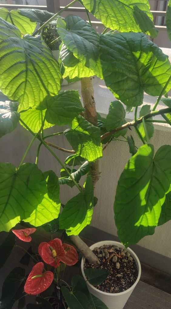 りんたろうのシンプル&ミニマムライフ