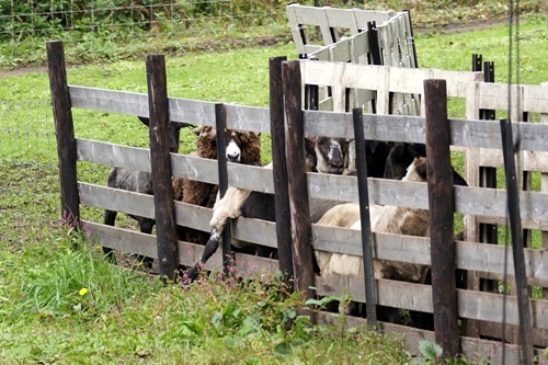 BOYA FARM/ボーヤファーム