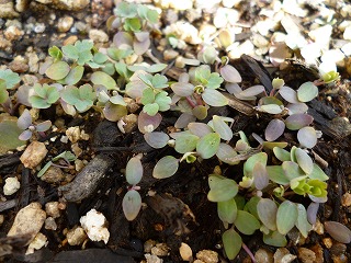 P1300976ss.jpg