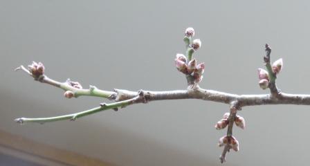 庭の梅の蕾.JPG