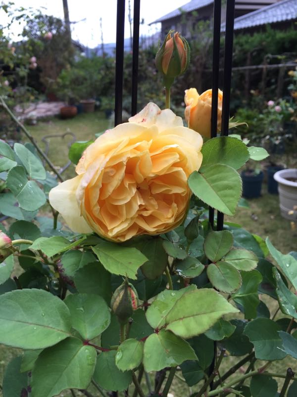 rblog-20151114223212-06.jpg