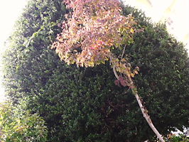 2012_1101_115607-SANY0004.JPG