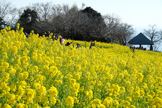 DSCF1564.jpg