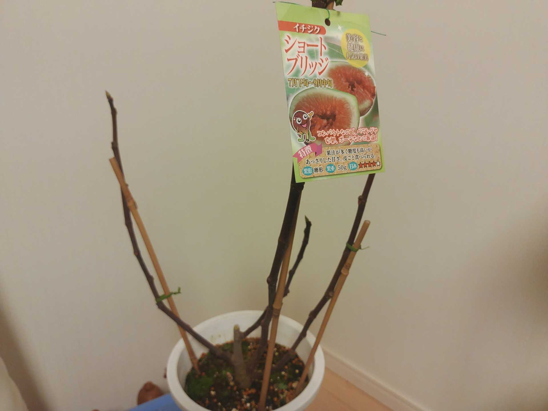 イチジクの苗木を買う ショートブリッジ オレンジ園芸ヽ ﾉ 楽天ブログ