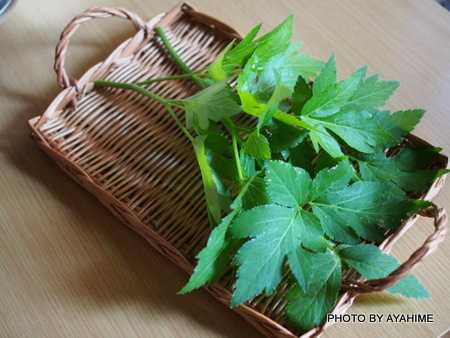 アシタバ 明日葉 収穫 ゆずの小さな庭便り 楽天ブログ