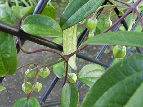 冬咲きクレマチス