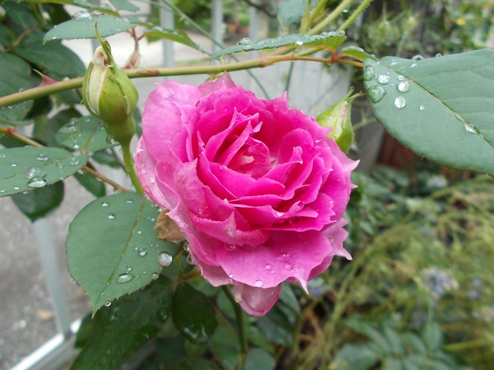 綺麗に咲くバラと微妙なバラと バラを咲かせることが好き 楽天ブログ