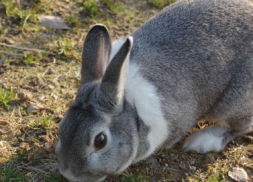 DSC_0131.JPG