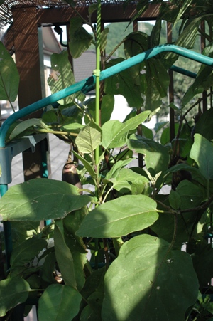 120806ﾍﾞﾗﾝﾀﾞ