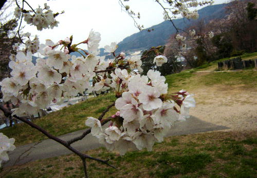 公園のさくら３