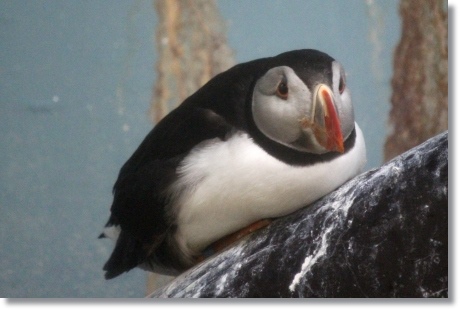 東京旅行-107 ニシツノメドリ 13.10.5