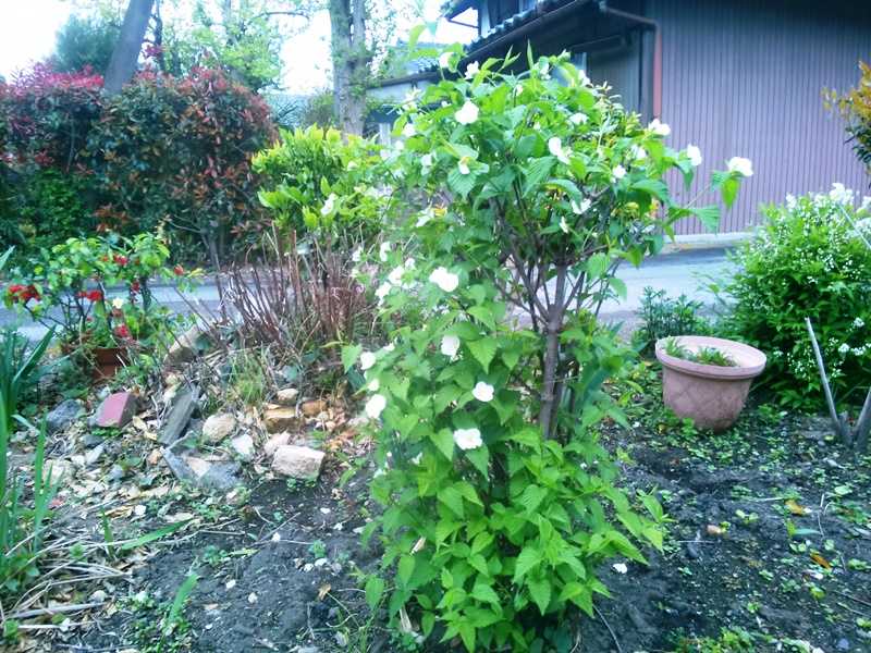 白山吹 しろやまぶき 熊谷 西別府 楽天ブログ