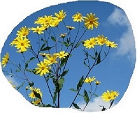 花１８.jpg