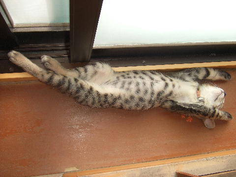 猫４.JPG