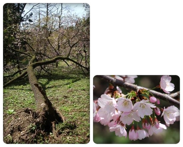 樹木公園-11 倒れても花を咲かせる桜 15.4.18