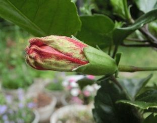 黄花カタクリの球根の掘り上げ のんびりガーデニング 楽天ブログ
