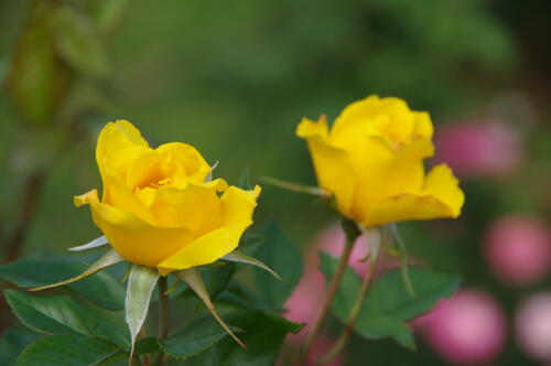 神代植物公園の秋バラ